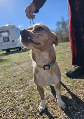 Illustration de l'article : Un chien endolori par un bout de cactus demande l’aide de campeuses qui ne se contentent pas de l’en débarrasser