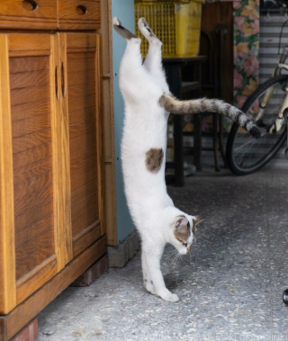 Illustration de l'article : 20 photos montrant la beauté des chats, sublimée à travers l’œil d’un photographe japonais