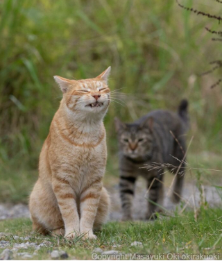 Illustration de l'article : 20 photos montrant la beauté des chats, sublimée à travers l’œil d’un photographe japonais