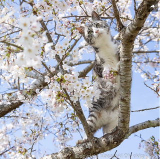 Illustration de l'article : 20 photos montrant la beauté des chats, sublimée à travers l’œil d’un photographe japonais