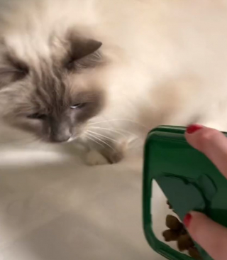 Illustration de l'article : Lorsque sa propriétaire lui refuse une friandise car il est trop tard, mais qu’elle mange du chocolat en douce, ce chat exprime son mécontentement de manière hilarante (vidéo)