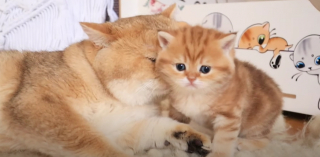 Illustration de l'article : Les douces retrouvailles entre un père chat et son chaton font fondre la Toile (vidéo) 
