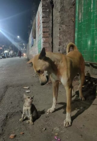 Illustration de l'article : 15 photos qui vous montreront à quel point nos animaux de compagnie sont des êtres exceptionnels