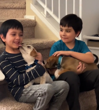 Illustration de l'article : L’émotion de 2 enfants comprenant que les chiens qu’ils avaient accueillis temporairement resteraient avec eux pour toujours (vidéo)