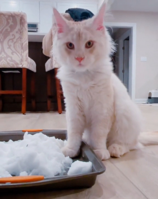 Illustration de l'article : La famille d'un chat lui faisant découvrir la neige s'attendait à une tout autre réaction de sa part (vidéo)