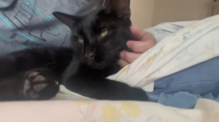 Illustration de l'article : Un chat entre chez des inconnus et s'endort sur leur canapé comme s'il faisait partie de la famille (vidéo)