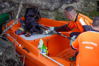 Illustration de l'article : Police municipale, pompiers et associations unissent leurs forces pour tenter de secourir un chien piégé au-dessus d'un fleuve