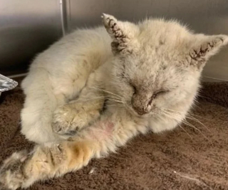 Illustration de l'article : Le chat Mystic, retrouvé couvert de gale, dévoile son magnifique visage après être passé entre les mains de sa sauveteuse