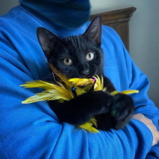 Illustration de l'article : Un chaton reconnaissant d’avoir été sauvé couvre sa bienfaitrice de cadeaux à longueur de temps