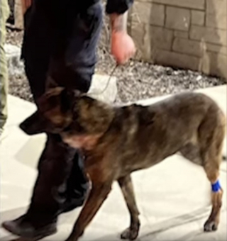 Illustration de l'article : Un chien policier revient en héros après avoir perdu 40% de son sang lors de l'arrestation un individu dangereux