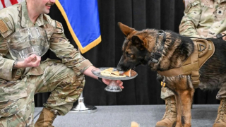 Illustration de l'article : Cérémonie et retraite dorée bien méritées pour ce chien militaire après 8 années de bons et loyaux services