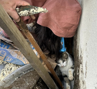 Illustration de l'article : Un mois après avoir perdu son chat, elle passe avec son chien devant une maison voisine en chantier et y entend des miaulements 