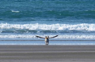 Illustration de l'article : 18 photos prouvant que les chiens peuvent être de véritables clowns