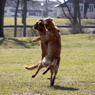 Illustration de l'article : 18 photos prouvant que les chiens peuvent être de véritables clowns