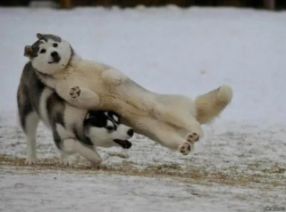 Illustration de l'article : 18 photos prouvant que les chiens peuvent être de véritables clowns