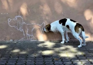 Illustration de l'article : 18 photos prouvant que les chiens peuvent être de véritables clowns