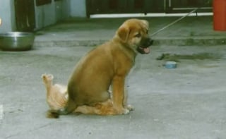 Illustration de l'article : 22 photos montrant qu’entre les chiens et les chats l’entente est toujours « presque » parfaite