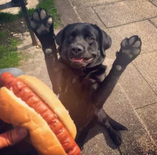 Illustration de l'article : 16 photos montrant l’incroyable convoitise dont peuvent faire preuve nos animaux de compagnie face à notre repas