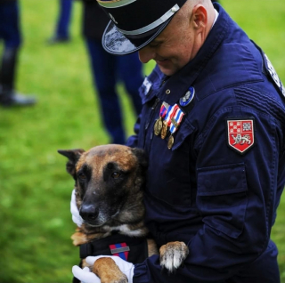 Illustration de l'article : Une médaille pour M'Scotty, chien gendarme ayant connu l'abandon avant de sauver des vies