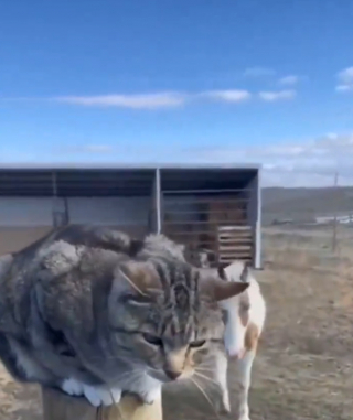 Illustration de l'article : Ce chat attend l’arrivée de son ami cheval pour grimper sur son dos et partir en balade (vidéo)