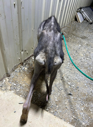 Illustration de l'article : Une chienne découverte dans un garage froid, sans eau ni nourriture, qualifiée de guerrière par ses bienfaiteurs