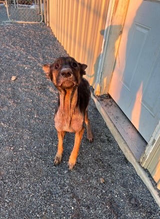 Illustration de l'article : Une chienne découverte dans un garage froid, sans eau ni nourriture, qualifiée de guerrière par ses bienfaiteurs