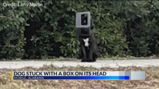 Illustration de l'article : Un chien se coince la tête dans une caisse et fuit pendant plusieurs mois les agents animaliers qui cherchent à le libérer