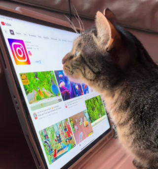 Illustration de l'article : Une chatte décrète qu'elle n'a plus besoin de l'aide de sa maîtresse pour regarder ses vidéos préférées sur la tablette (vidéo)