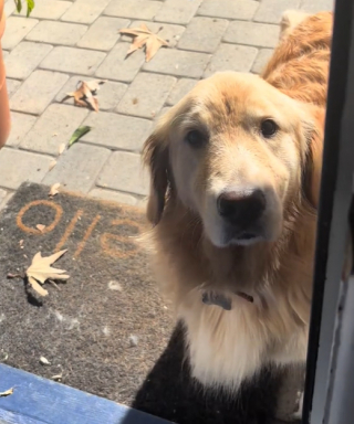 Illustration de l'article : Cette chienne est tellement fière de sa bêtise qu’elle ne parvient pas à la cacher (vidéo)