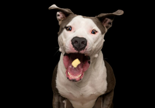 Illustration de l'article : 10 photos montrant nos toutous préférés, pris en flagrant délit de gourmandise