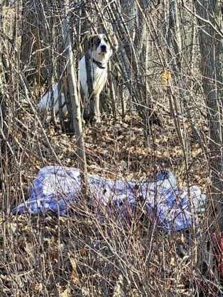 Illustration de l'article : Les grognements d'un chien abandonné et terrifié font comprendre à l'homme venu le secourir qu'il aura besoin de renfort