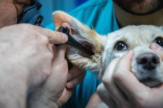 Illustration de l'article : SantéVet, leader de l'assurance animale, œuvre pour une société inclusive et diversifiée en adhérant au club "Les Entreprises s'engagent"