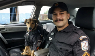 Illustration de l'article : Corporal Oliveira le chien errant recueilli par la police compte toujours plus de fans 5 ans après son sauvetage