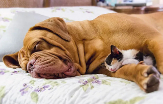 Illustration de l'article : 20 photos montrant que les siestes entre chiens et chats sont les plus mignonnes