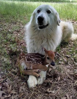 Illustration de l'article : 12 photos de chiens et de chats qui se sont retrouvés dans des situations farfelues