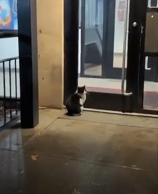 Illustration de l'article : Une chatte reste assise devant la porte d'un immeuble pendant 2 jours et sa patience lui offre une nouvelle vie