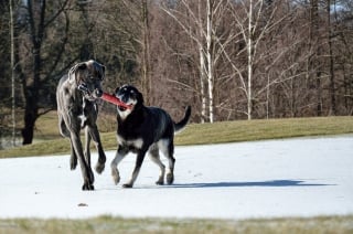 Illustration de l'article : 7 choses essentielles à connaître pour éviter que votre chien ne soit déprimé