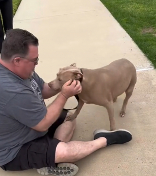 Illustration de l'article : Les retrouvailles poignantes entre un homme et sa chienne, séparés malgré eux (vidéo)