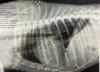 Illustration de l'article : Le sort d'un chien blessé à l'arme de chasse suscite choc et émoi, un appel à témoin lancé pour lui rendre justice