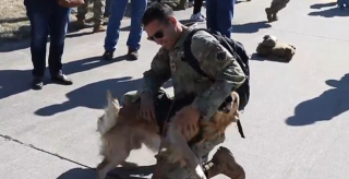 Illustration de l'article : La joie immense d'un chien qui retrouve enfin son maître militaire après 10 mois d'absence (vidéo)