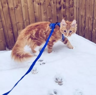 Illustration de l'article : 15 photos capturant le bonheur des chats lors de leur première rencontre avec la neige