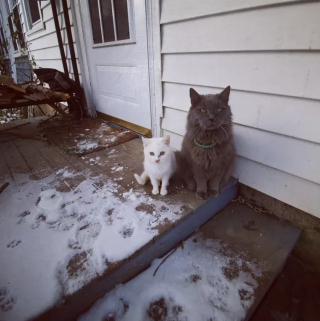 Illustration de l'article : 15 photos capturant le bonheur des chats lors de leur première rencontre avec la neige