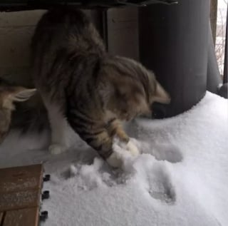 Illustration de l'article : 15 photos capturant le bonheur des chats lors de leur première rencontre avec la neige