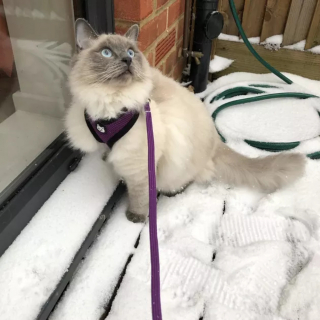 Illustration de l'article : 15 photos capturant le bonheur des chats lors de leur première rencontre avec la neige