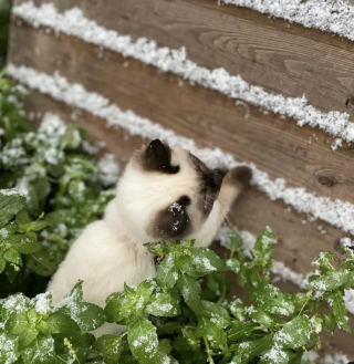 Illustration de l'article : 15 photos capturant le bonheur des chats lors de leur première rencontre avec la neige