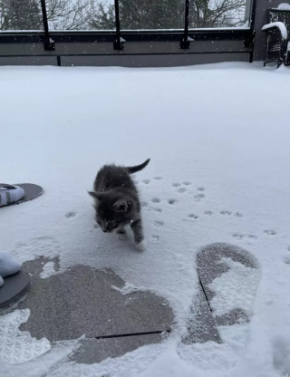 Illustration de l'article : 15 photos capturant le bonheur des chats lors de leur première rencontre avec la neige