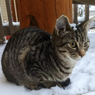 Illustration de l'article : 15 photos capturant le bonheur des chats lors de leur première rencontre avec la neige