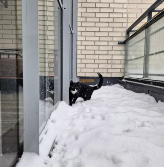 Illustration de l'article : 15 photos capturant le bonheur des chats lors de leur première rencontre avec la neige