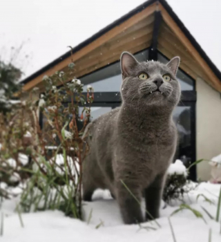 Illustration de l'article : 15 photos capturant le bonheur des chats lors de leur première rencontre avec la neige