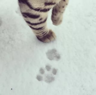 Illustration de l'article : 15 photos capturant le bonheur des chats lors de leur première rencontre avec la neige